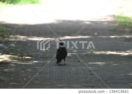 Close-up shot of a bird nestled amongst the sidewalk and dense trees Close-up shot of a bird nestled amongst the sidewalk and dense trees 136413681
