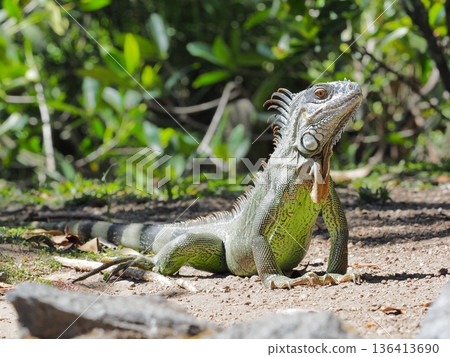 A green iguana that looks like it's about to move A green iguana that looks like it's about to move 136413690