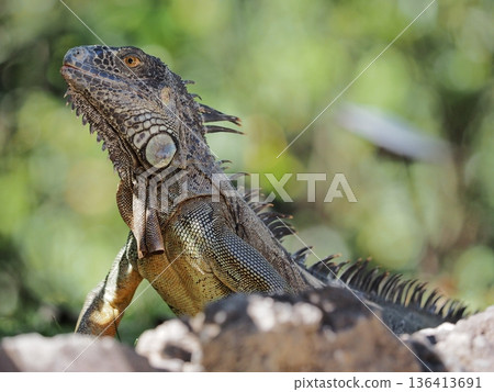 Green iguana looking into the distance Green iguana looking into the distance 136413691
