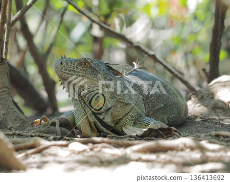 低矮的綠鬣蜥 136413692