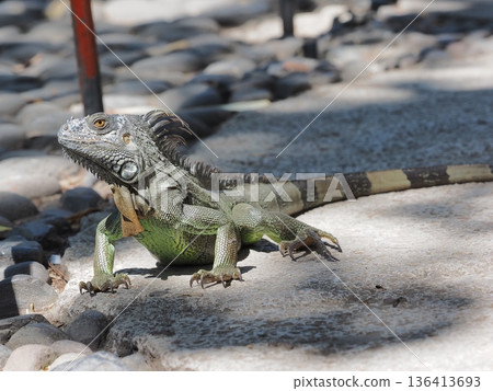 綠鬣蜥在陽光下曬太陽 136413693