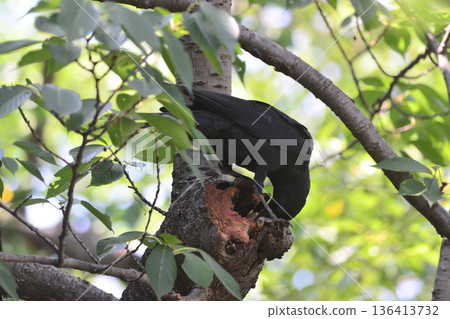 特寫鏡頭拍攝一隻棲息在人行道和茂密樹叢中的鳥兒。 136413732