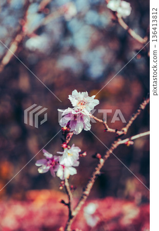 冬櫻花預示著春天的到來 136413812