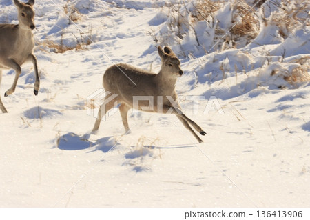 Ezo deer running in the winter scenery of Notsuke Peninsula, Hokkaido 136413906