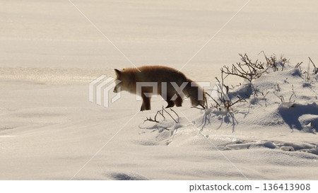 一隻赤狐漫步在北海道野付半島白雪皚皚的田野上，這是冬季野生動物的寫照。 136413908