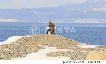 Steller's sea eagle standing on the coast of Notsuke Peninsula, Hokkaido, winter birds of prey Steller's sea eagle standing on the coast of Notsuke Peninsula, Hokkaido, winter birds of prey 136413910