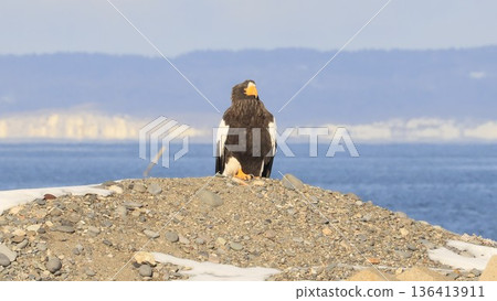 Steller's sea eagle standing on the coast of Notsuke Peninsula, Hokkaido, winter birds of prey Steller's sea eagle standing on the coast of Notsuke Peninsula, Hokkaido, winter birds of prey 136413911