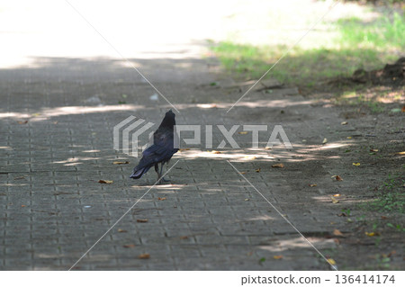 Close-up shot of a bird nestled amongst the sidewalk and dense trees Close-up shot of a bird nestled amongst the sidewalk and dense trees 136414174