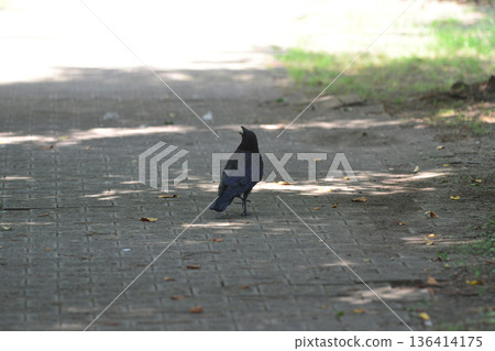 Close-up shot of a bird nestled amongst the sidewalk and dense trees Close-up shot of a bird nestled amongst the sidewalk and dense trees 136414175