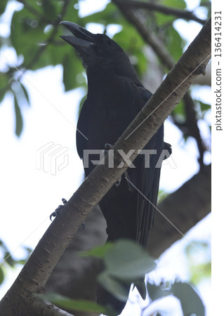 Close-up shot of a bird nestled amongst the sidewalk and dense trees Close-up shot of a bird nestled amongst the sidewalk and dense trees 136414231