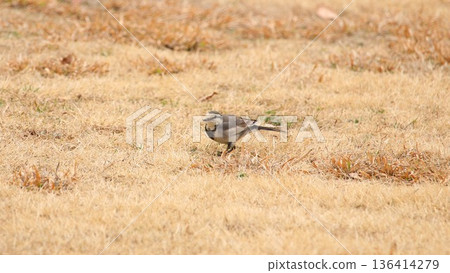 White wagtail walking through the grassland Wild birds searching for food White wagtail walking through the grassland Wild birds searching for food 136414279