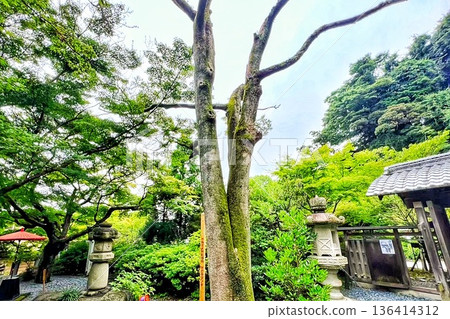 通往被綠色植物環繞的寺廟的入口 136414312