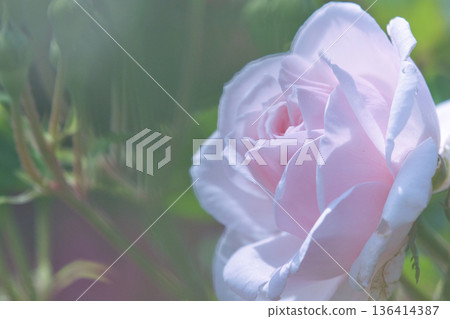 White Rose  136414387