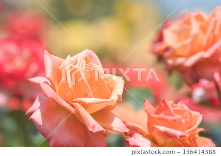 The rose in full bloom The rose in full bloom 136414388