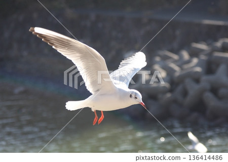 Black-headed gulls flying along the tracks at Sakume Station on Lake Hamana Winter waterfront scenery 136414486