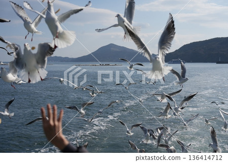 一群海鷗 一群海鷗 136414712