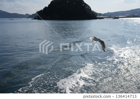 優雅飛翔的海鷗 優雅飛翔的海鷗 136414713