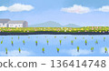 158_Rice paddy 136414748