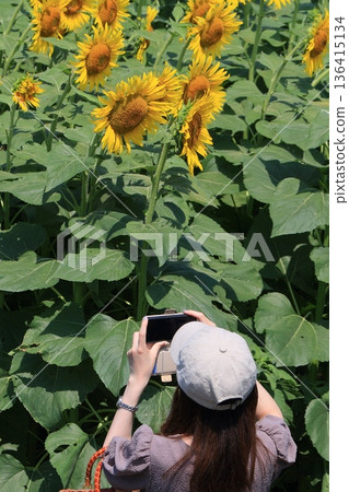 Woman taking a photo of a sunflower field 136415134