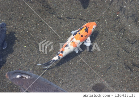 熊本縣熊本市水前寺公園的錦鯉 136415135