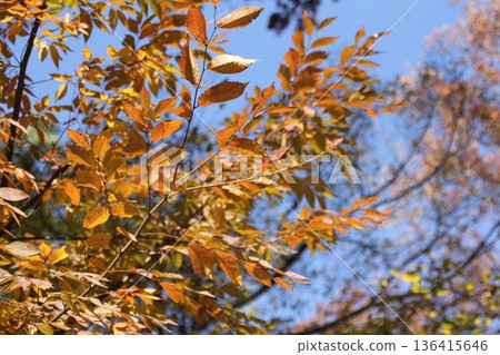 Autumn leaves Autumn leaves 136415646