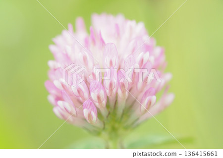 粉色可愛的花朵 粉色可愛的花朵 136415661