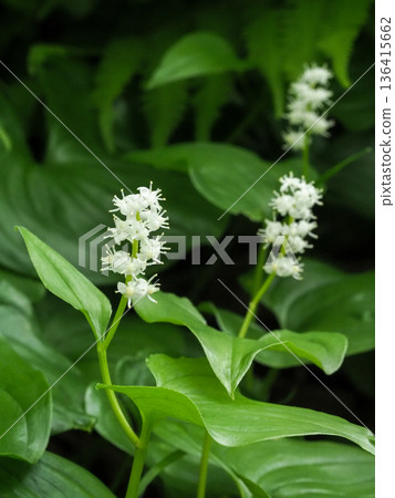 可愛的舞鶴莊 可愛的舞鶴莊 136415662
