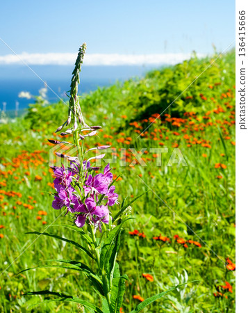 Blue sea, sky and pink flowers Blue sea, sky and pink flowers 136415666