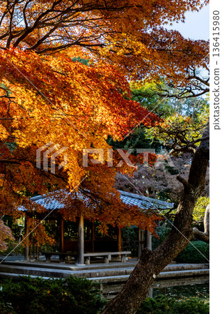 秋葉染紅的花園景色 136415980