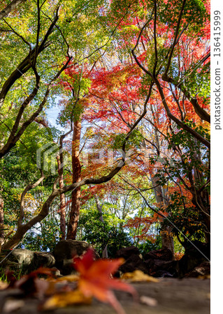 染上秋色的公園 染上秋色的公園 136415999