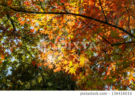 Momiji stained with the color of autumn 136416010