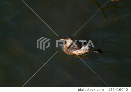 The crested porpoise of the Shinano River's Yasuragi Bank 136416040