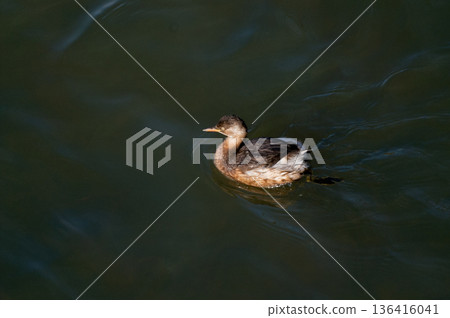 The crested porpoise of the Shinano River's Yasuragi Bank 136416041