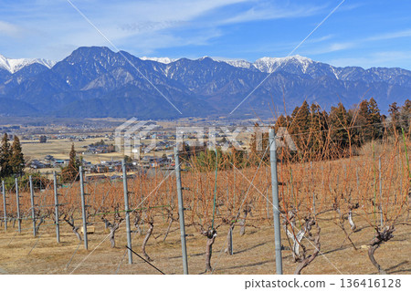 冬季葡萄園日本阿卑斯葡萄酒谷 136416128