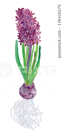 Hyacinthus orientalis Watercolor illustration of hyacinth Hyacinthus orientalis Watercolor illustration of hyacinth 136416279
