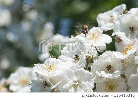 A white rose shining in the sun 136416316