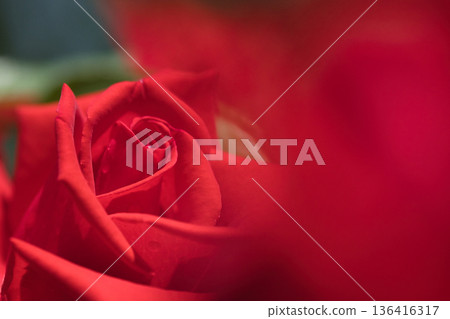 A red rose A red rose 136416317