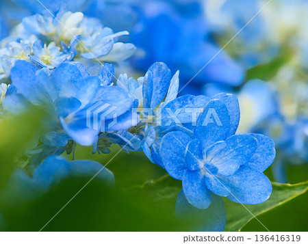 藍色繡球花 藍色繡球花 136416319