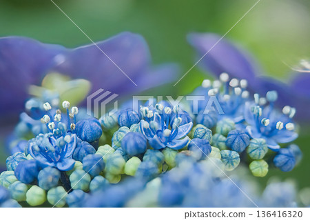 藍色繡球花 藍色繡球花 136416320