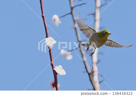 Mejiro吮吸梅花的蜂蜜 136416322