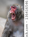 日本獼猴 136416546