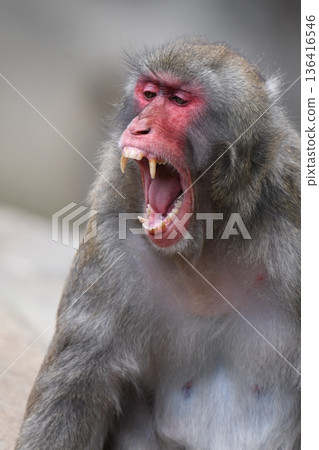 日本獼猴 136416546