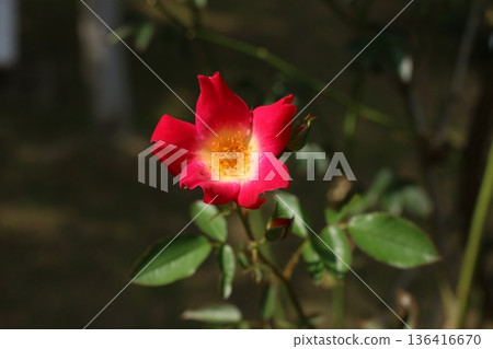 盛開的玫瑰花壇（雞尾酒玫瑰品種） 136416670