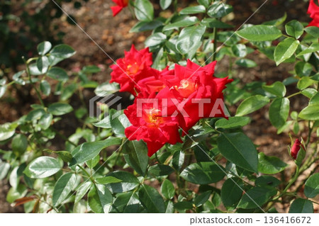 盛開的玫瑰花壇(品種:輝) 盛開的玫瑰花壇(品種:輝) 136416672