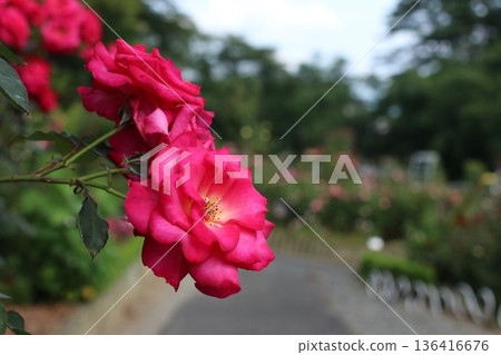 特寫鏡頭展現了一片盛開的紅玫瑰花壇。 136416676