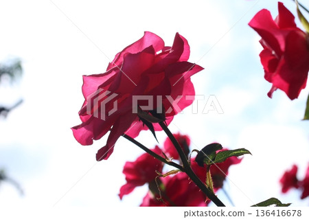 花捲玫瑰園：盛開的紅玫瑰 136416678