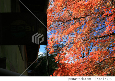 Old shop sign and autumn leaves in a tourist spot Old shop sign and autumn leaves in a tourist spot 136416720