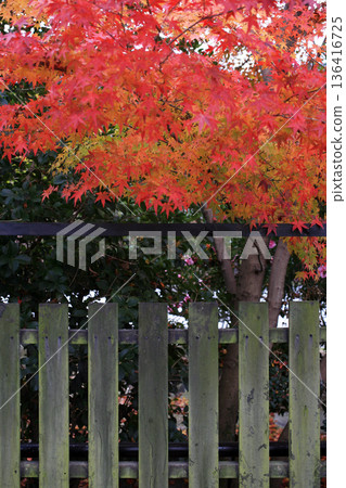Maple trees and wooden fence Maple trees and wooden fence 136416725
