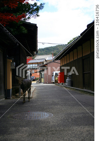 Deer walking on the road Deer walking on the road 136416736