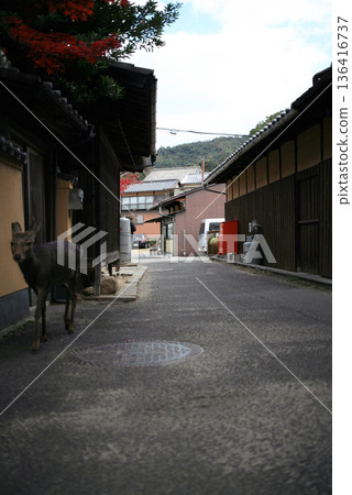 Deer walking on the road Deer walking on the road 136416737